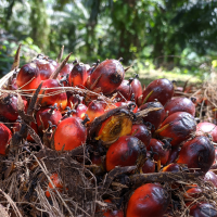 Huile de palme rouge : Le « Soleil Liquide » de l’Afrique de l’Ouest pour une peau nourrie et protégée