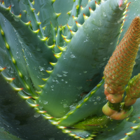 aloe ferox